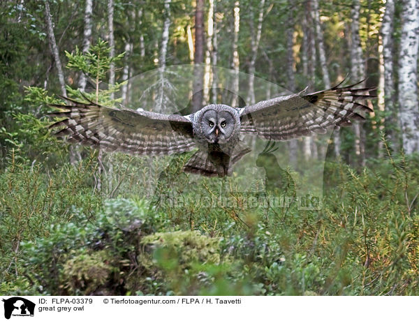 great grey owl / FLPA-03379