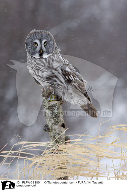great grey owl / FLPA-03380