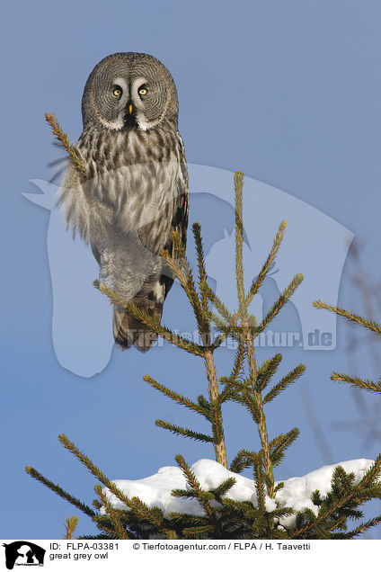 great grey owl / FLPA-03381