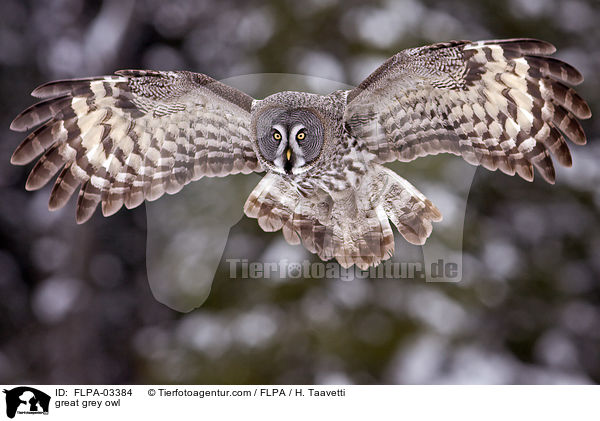great grey owl / FLPA-03384