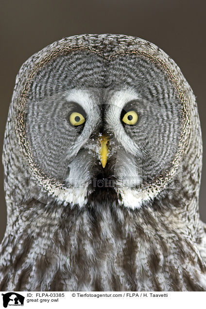 great grey owl / FLPA-03385