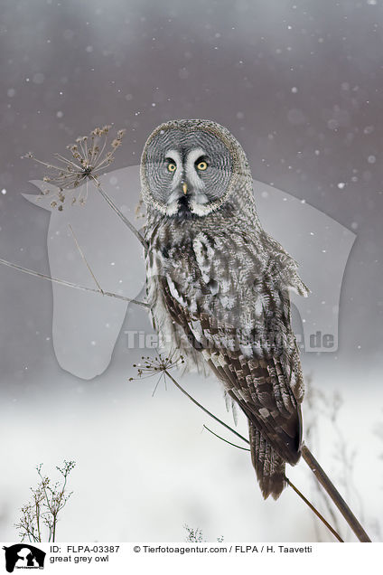 great grey owl / FLPA-03387