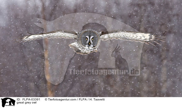 great grey owl / FLPA-03391