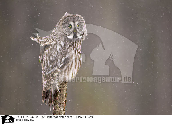 great grey owl / FLPA-03395