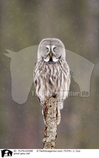 Bartkauz / great grey owl / FLPA-03396
