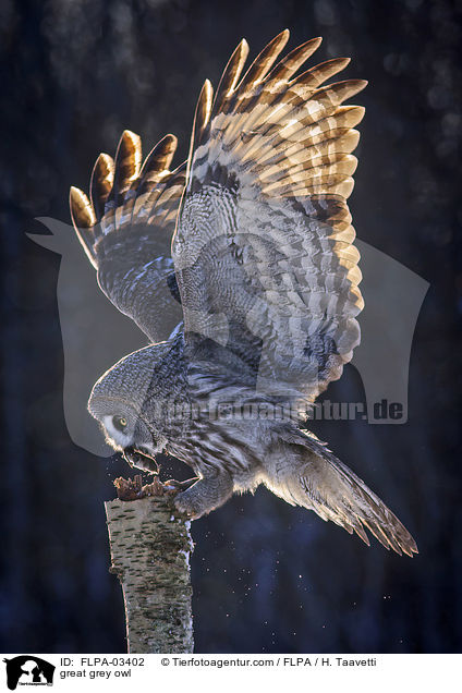great grey owl / FLPA-03402