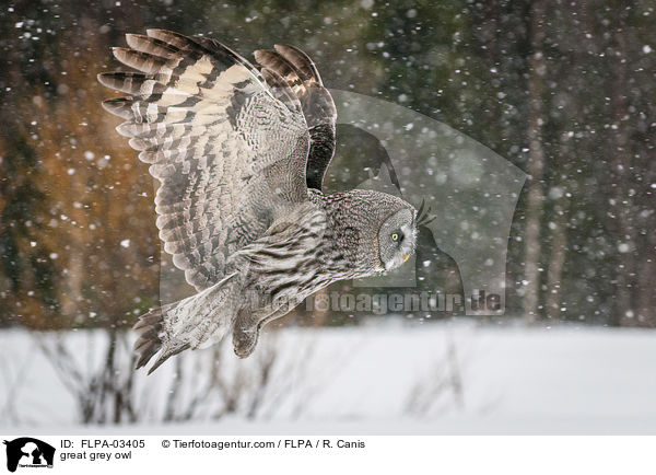 great grey owl / FLPA-03405