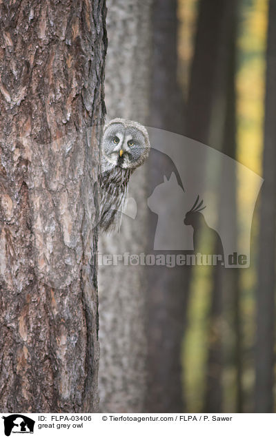 great grey owl / FLPA-03406
