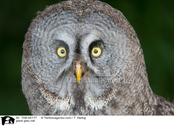 great grey owl / THA-06177
