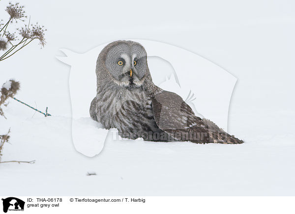 great grey owl / THA-06178