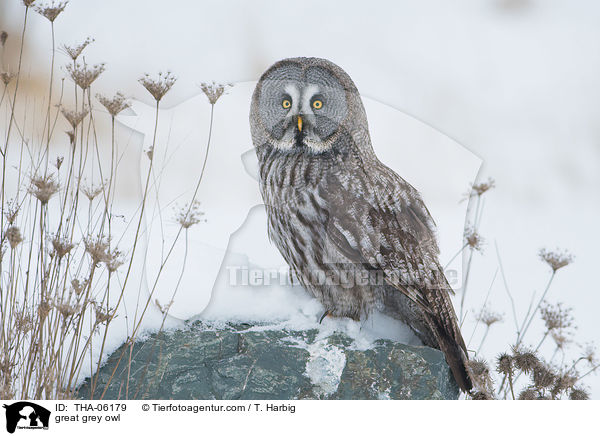 great grey owl / THA-06179