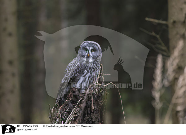 great grey owl / PW-02799