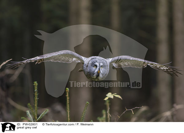 great grey owl / PW-02801