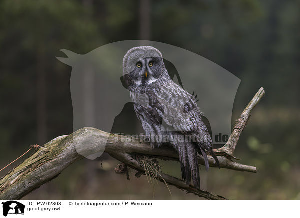 great grey owl / PW-02808