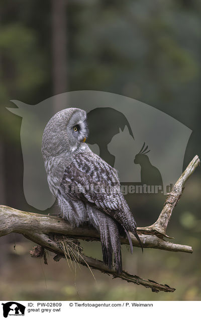 great grey owl / PW-02809