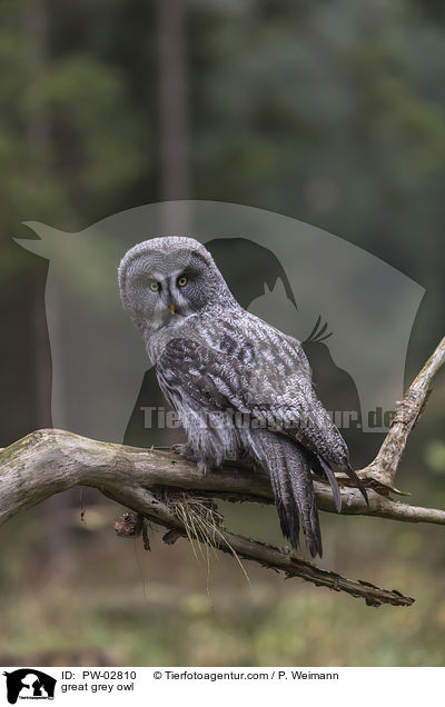 great grey owl / PW-02810