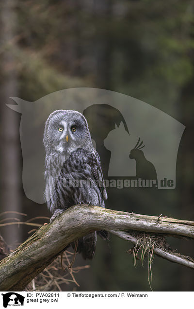 great grey owl / PW-02811