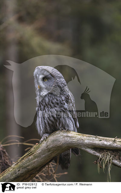 great grey owl / PW-02812