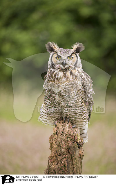 Virginia-Uhu / american eagle owl / FLPA-03409