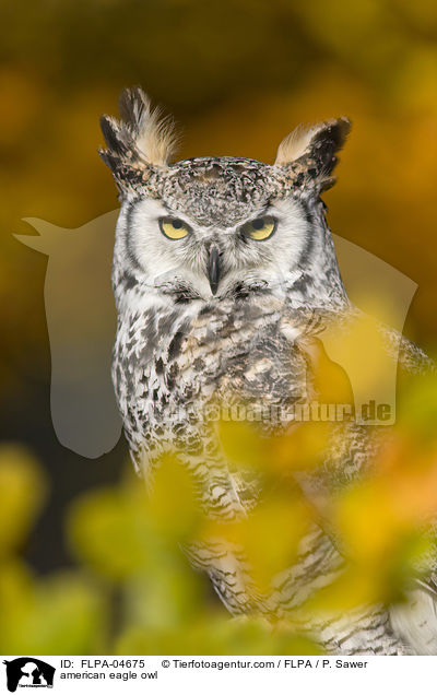Virginia-Uhu / american eagle owl / FLPA-04675