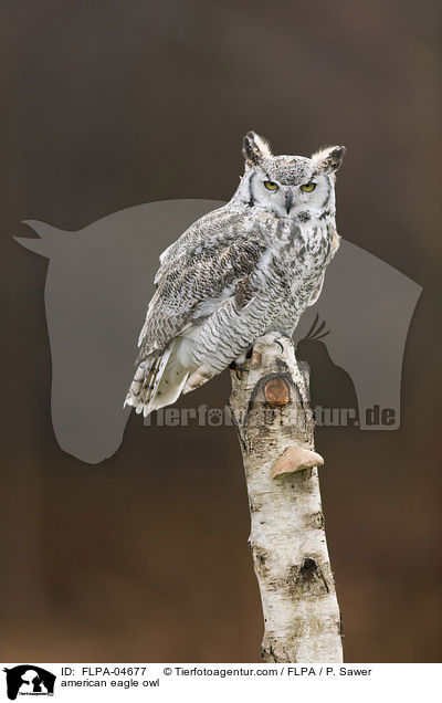 Virginia-Uhu / american eagle owl / FLPA-04677