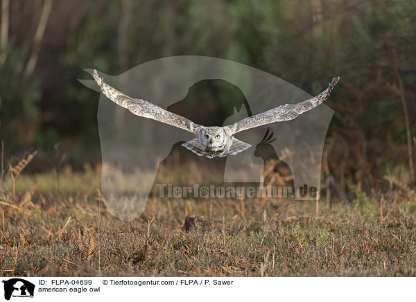Virginia-Uhu / american eagle owl / FLPA-04699