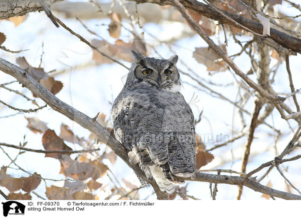sitzender Virginia-Uhu / sitting Great Horned Owl / FF-09370