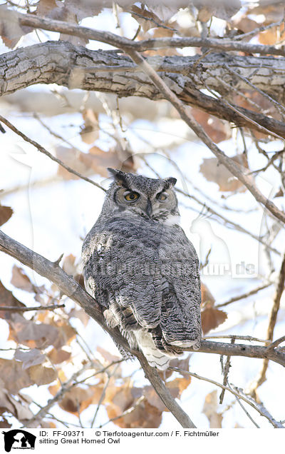 sitzender Virginia-Uhu / sitting Great Horned Owl / FF-09371