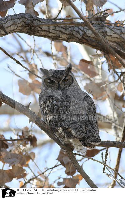 sitting Great Horned Owl / FF-09374