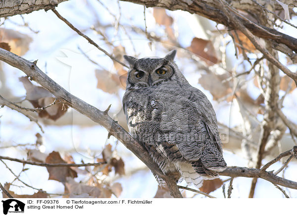 sitting Great Horned Owl / FF-09376