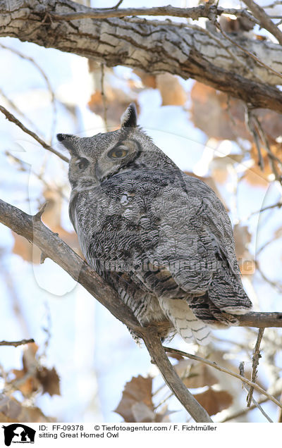sitting Great Horned Owl / FF-09378