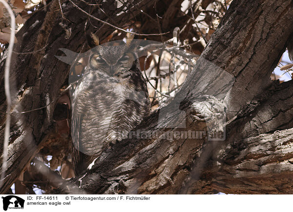 Virginia-Uhu / american eagle owl / FF-14611