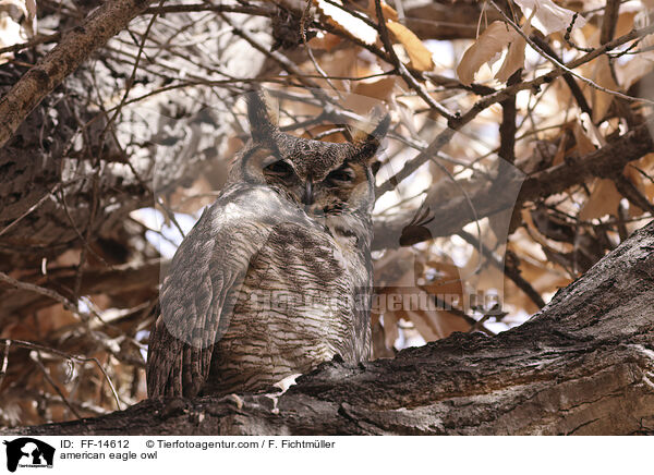 Virginia-Uhu / american eagle owl / FF-14612