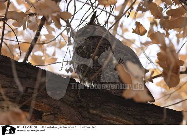 Virginia-Uhu / american eagle owl / FF-14678
