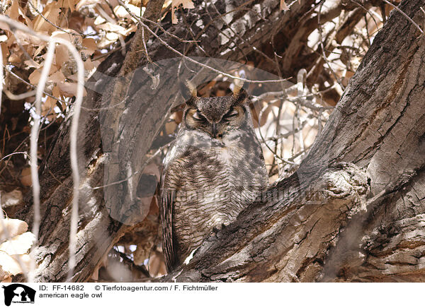 Virginia-Uhu / american eagle owl / FF-14682