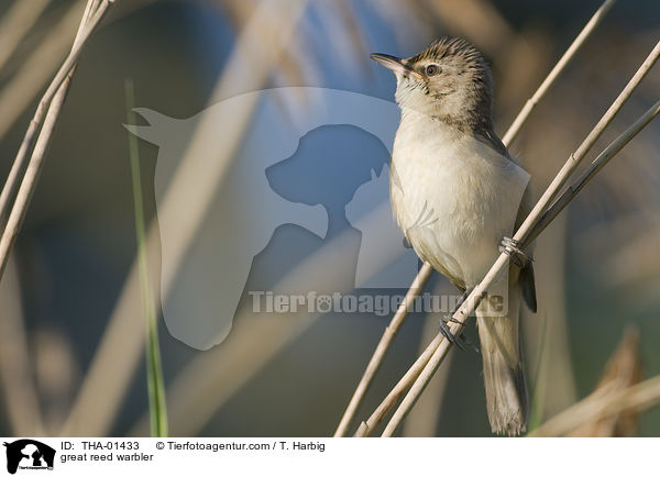 great reed warbler / THA-01433