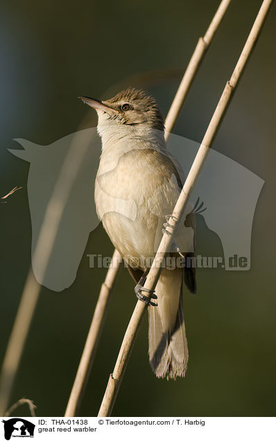 great reed warbler / THA-01438