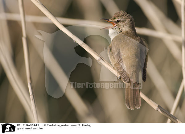 great reed warbler / THA-01441