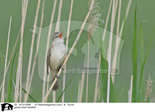 great reed warbler / AT-01686