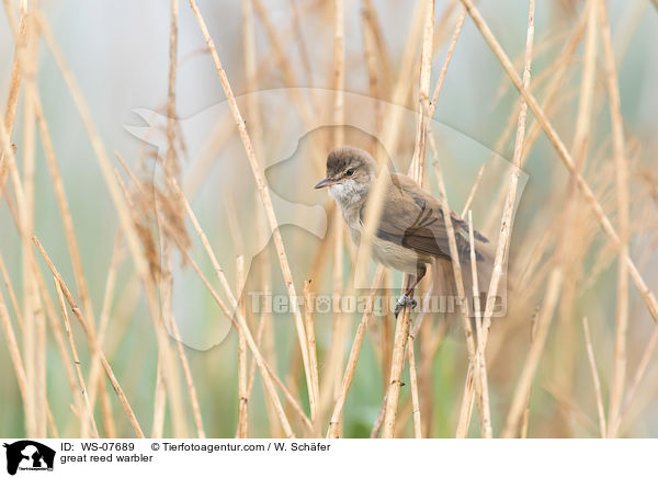 great reed warbler / WS-07689