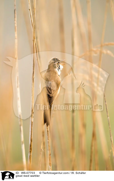 great reed warbler / WS-07703