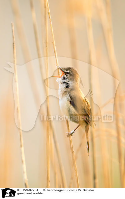 great reed warbler / WS-07704
