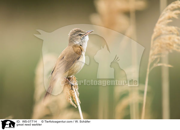 great reed warbler / WS-07714