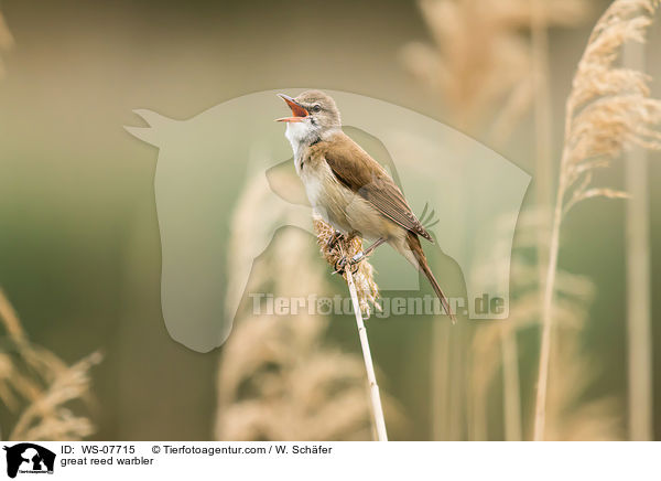 great reed warbler / WS-07715