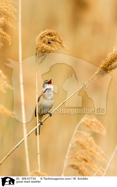 great reed warbler / WS-07730