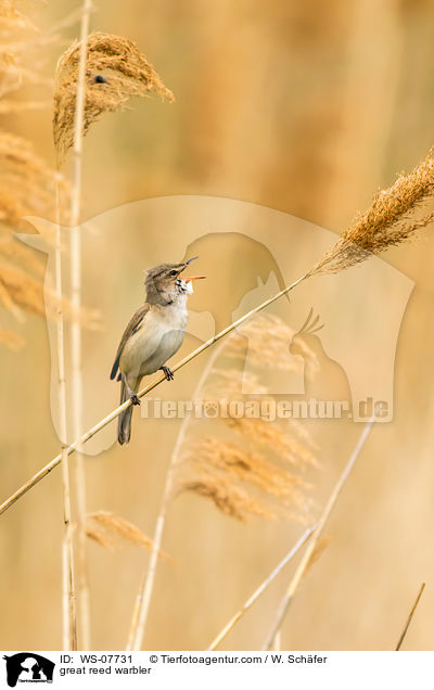 great reed warbler / WS-07731