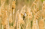 great reed warbler