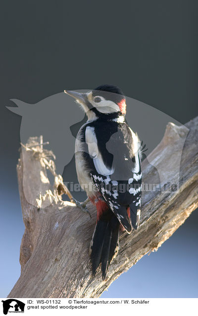 great spotted woodpecker / WS-01132