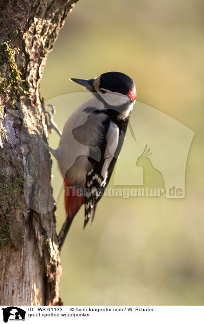 great spotted woodpecker / WS-01133
