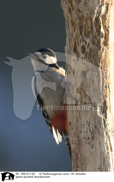 great spotted woodpecker / WS-01135